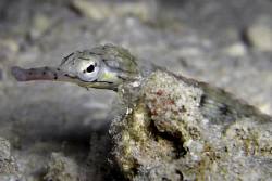 same pipefish... different place... Casio Exilim by Andrew Macleod 